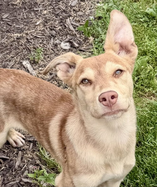 Harry, an adoptable Husky in Springdale, PA