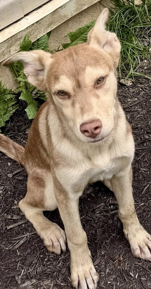 HARRY - Husky available for adoption