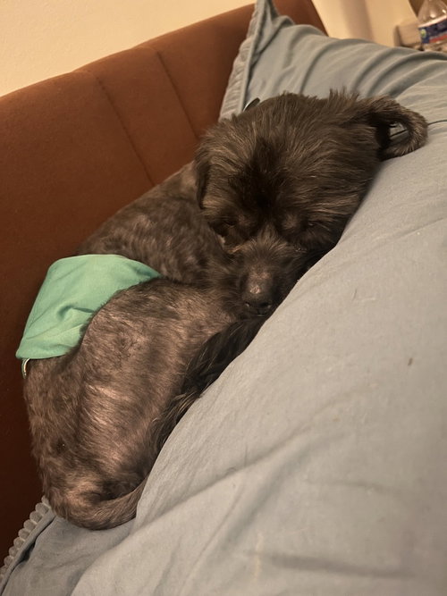 WALLY - Schnauzer available for adoption