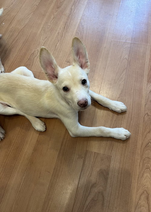 Cosmo, an adoptable Husky in Springdale, PA