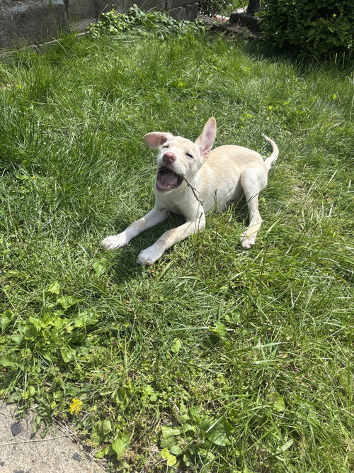 COSMO - Husky available for adoption