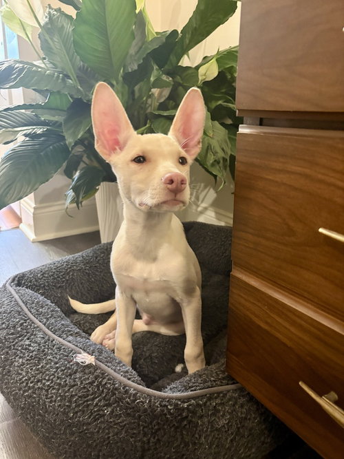 NEWMAN - Husky / Terrier available for adoption