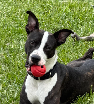 Ace, an adoptable Boxer in Springdale, PA