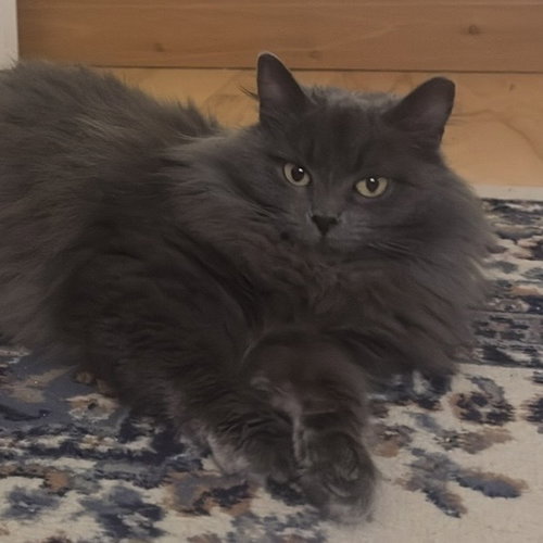 Susu, an adoptable Domestic Long Hair in Springdale, PA