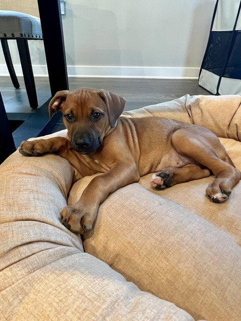 Marcia, an adoptable Doberman Pinscher in Springdale, PA