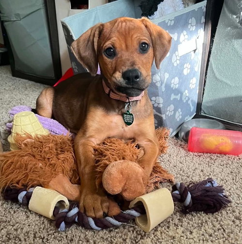 Cindy, an adoptable Doberman Pinscher in Springdale, PA