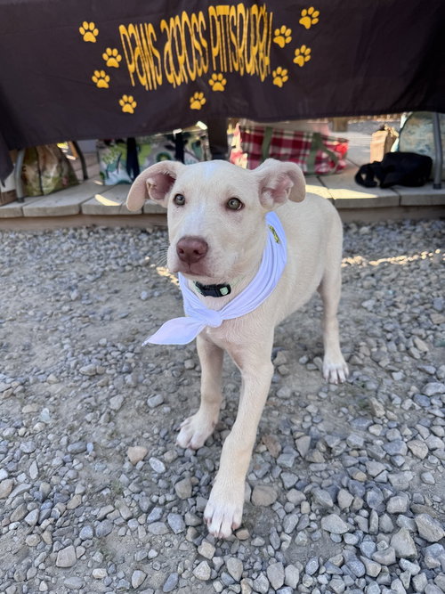 Homer, an adoptable Husky in Springdale, PA