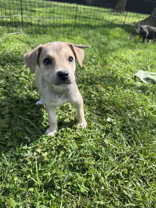Wrigley, an adoptable Husky in Springdale, PA