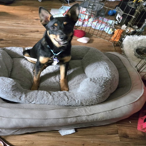 Barkbra Streisand, an adoptable German Shepherd Dog in Springdale, PA