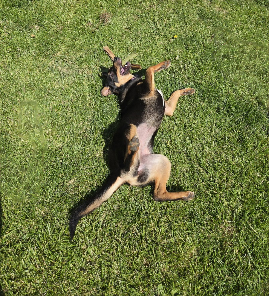 Barkbra Streisand