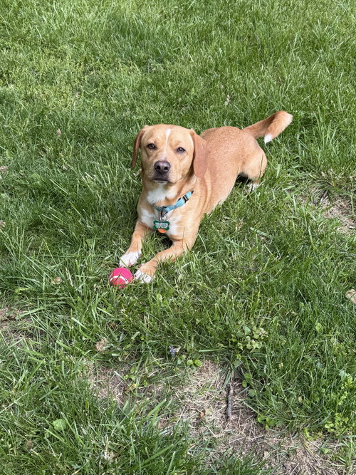 Peanut, an adoptable Dachshund in Springdale, PA