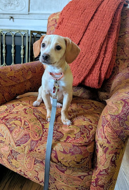 Flapjack, an adoptable Dachshund in Springdale, PA