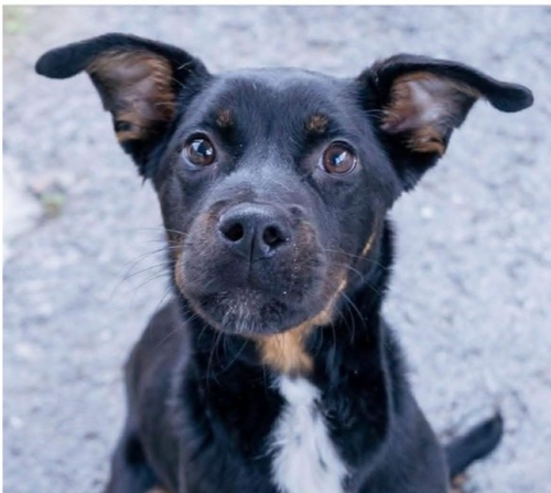 Brittany, an adoptable Shepherd in Springdale, PA
