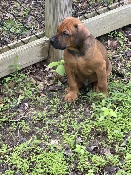 MIKE - Doberman Pinscher / Bulldog available for adoption