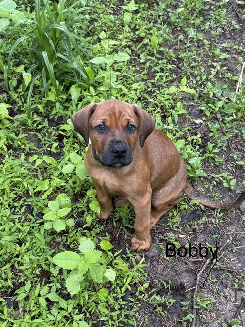 Bobby, an adoptable Doberman Pinscher in Springdale, PA