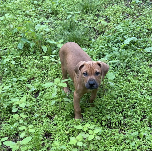 BOBBY - Doberman Pinscher / Bulldog available for adoption