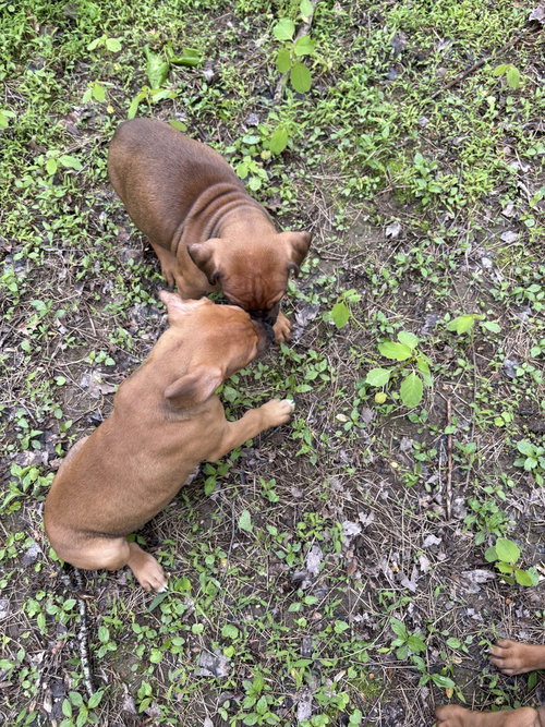 CAROL - Doberman Pinscher / Bulldog available for adoption
