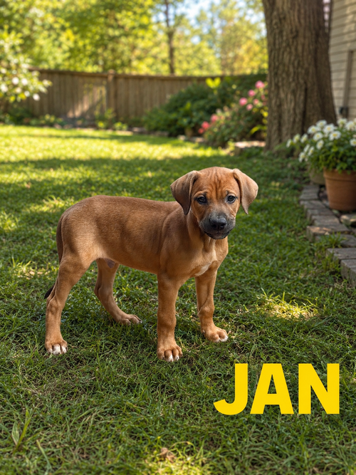 JAN - Doberman Pinscher / Bulldog available for adoption