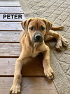 Peter - Photo 2