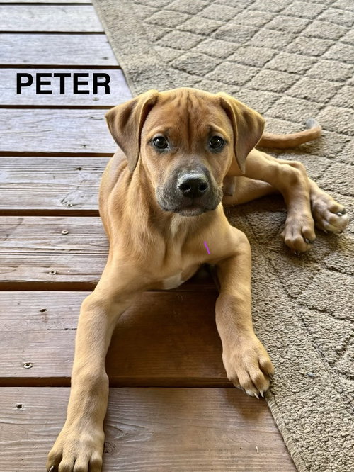 PETER - Doberman Pinscher / Bulldog available for adoption