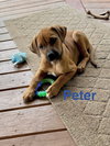 Peter - Photo 3