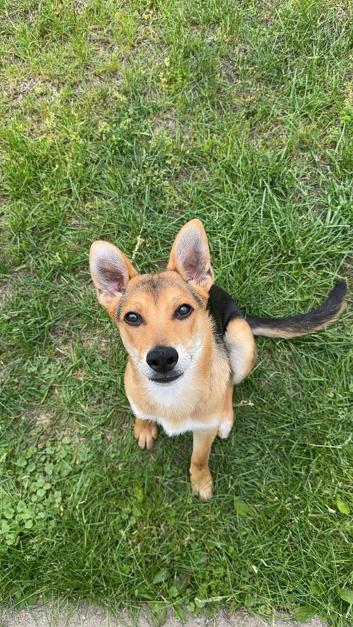 PRINCE WIGGLES - German Shepherd Dog available for adoption