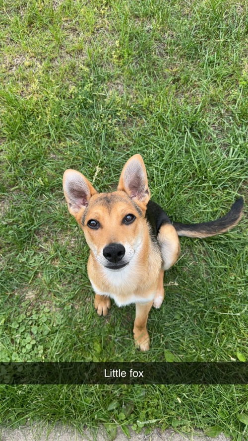 PRINCE WIGGLES - German Shepherd Dog available for adoption