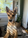 Prince Wiggles - Photo 3