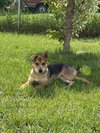 Prince Wiggles - Photo 4