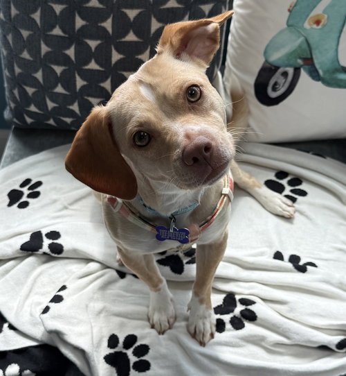 MAPLE - Dachshund / Chihuahua available for adoption