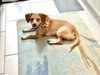 Maple - Photo 3