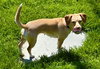 Maple - Photo 4