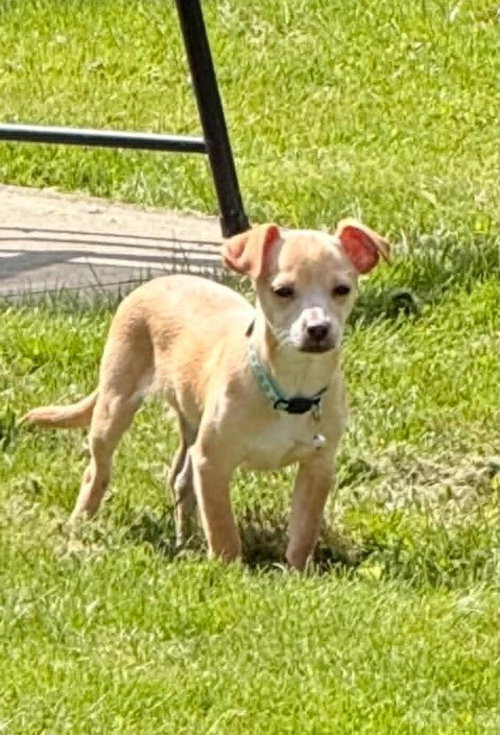 WAFFLES - Chihuahua / Dachshund available for adoption