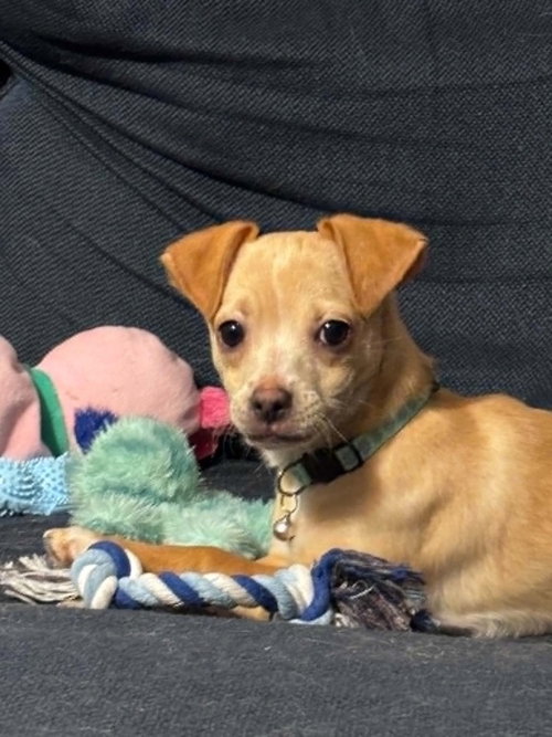 WAFFLES - Chihuahua / Dachshund available for adoption