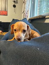 Biscuit - Photo 1
