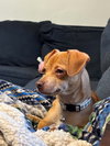 Biscuit - Photo 2