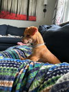 Biscuit - Photo 3