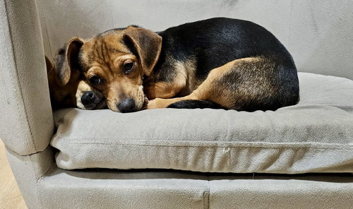 JELLY - Chihuahua / Dachshund available for adoption