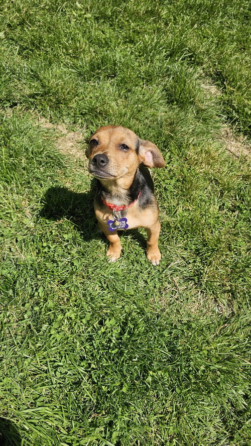 JELLY - Chihuahua / Dachshund available for adoption
