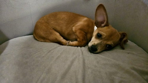 HONEY - Chihuahua / Dachshund available for adoption