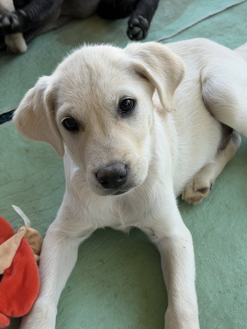 YUKON - Labrador Retriever / Husky available for adoption