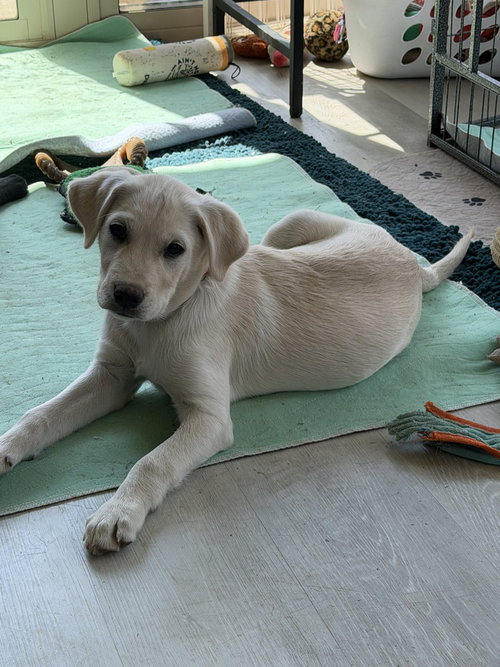 YUKON - Labrador Retriever / Husky available for adoption
