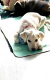 Yukon - Photo 3