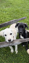 Yukon - Photo 4