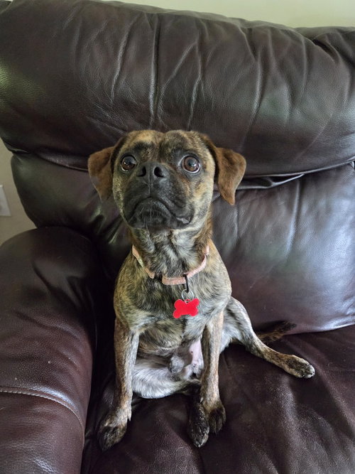 PUDDLES - Terrier / Pug available for adoption