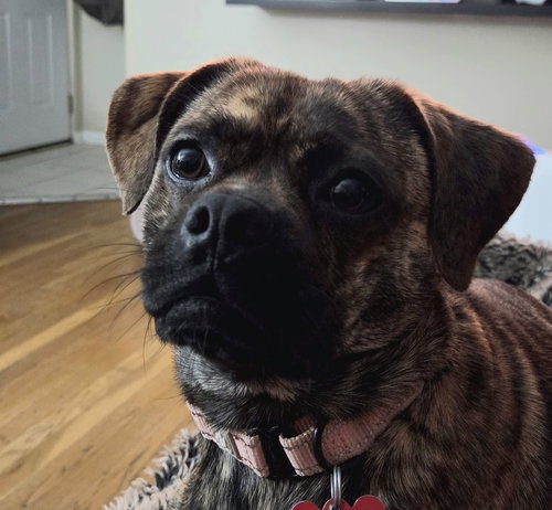 PUDDLES - Terrier / Pug available for adoption