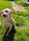Flapjack - Photo 2