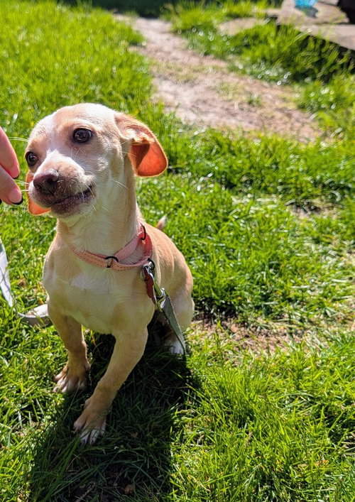 FLAPJACK - Dachshund / Chihuahua available for adoption