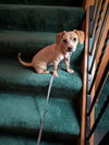 Flapjack - Photo 3