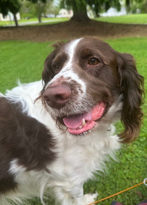 SIMON - Springer Spaniel available for adoption